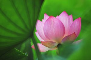 Pratique RENGE Summer lotus 4